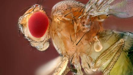 Die Härchen („Borsten“) der Fruchtfliege sind Sinnesorgane, ähnlich dem Tastsinn des Menschen.