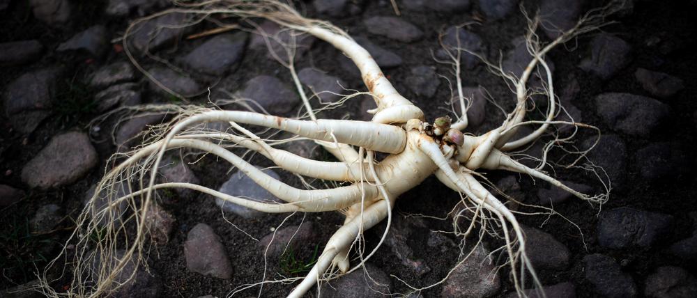 Pflanzen wie Ginseng können die Gesundheit fördern. Was nach drei Monaten nicht wirkt, kann man jedoch getrost sein lassen.