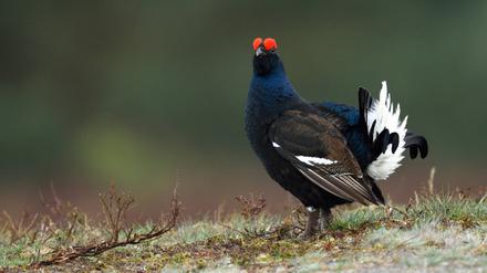 Birkhähne balzten einst zu Tausenden in der norddeutschen Tiefebene, ein kleiner Rest hat im Naturschutzgebiet Lüneburger Heide überlebt.