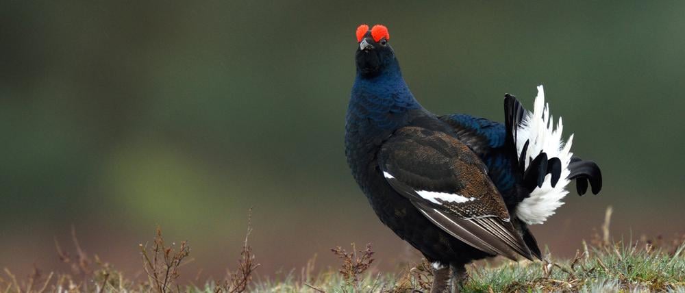 Birkhähne balzten einst zu Tausenden in der norddeutschen Tiefebene, ein kleiner Rest hat im Naturschutzgebiet Lüneburger Heide überlebt.