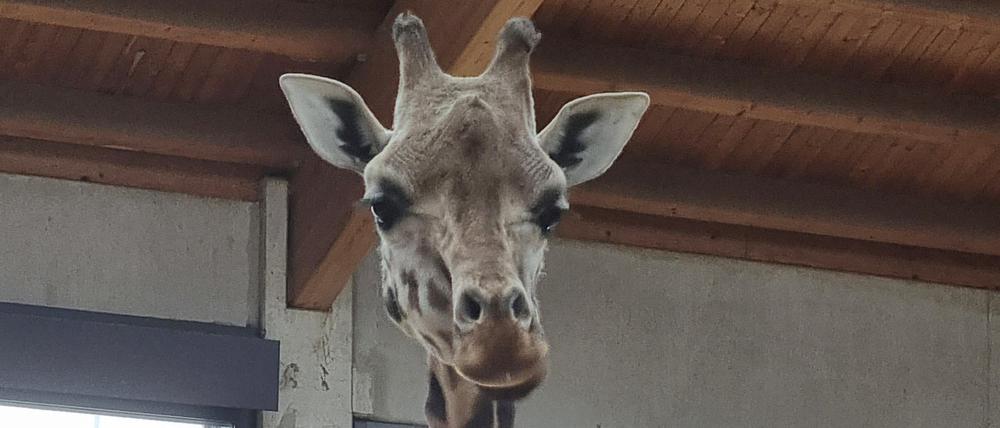 Auf dem Bild ist die Giraffe Maud im Tierpark Berlin nach ihrer Ankunft zu sehen. Zwei neue Rothschild-Giraffen sind in den Tierpark Berlin gekommen. Die Giraffen-Damen heißen Maud und Katharina.