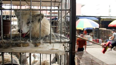 Auf chinesischen Märkten wurden Marderhunde verkauft. Ob sie in Wuhan Corona auf Menschen übertrugen, ist möglich, aber nicht bewiesen. 
