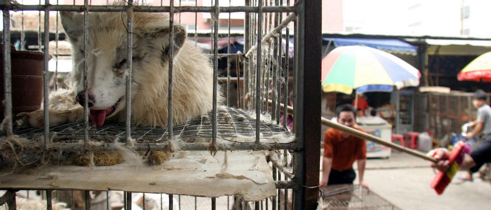 Auf chinesischen Märkten wurden Marderhunde verkauft. Ob sie in Wuhan Corona auf Menschen übertrugen, ist möglich, aber nicht bewiesen.