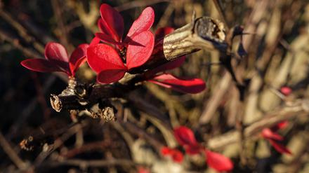 Rote Blätter der Blutberberitze.