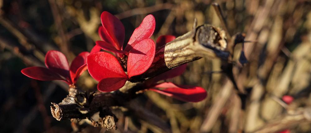 Rote Blätter der Blutberberitze.