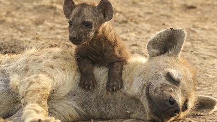 Netti und Nera. Nach einer durchgejagten Nacht und vielen Kilometern Heimweg entspannt Hyänenweibchen Netti am Bau des Mamba-Clans in der Serengeti. Ihre knapp sechs Wochen alte Tochter Nera hält davon nichts.