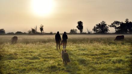 Ammenkühe vom Bio-Bauernhof "Stolze Kuh" von Anja Hradetzky stehen im Morgennebel auf einer Weide im Nationalpark "Unteres Odertal" in Lunow-Stolzenhagen in Brandenburg, aufgenommen am 22. August 2019 für das Magazin BRANDENBURG 2020. Die Kühe werden im Sommer auf dem Weidemelkstand gemolken, der Käse wird direkt auf dem Hof produziert.

Foto: Kitty Kleist-Heinrich