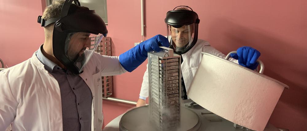 Nabelschnurblutzellen aus der Ukraine in der Biobank der Charité.