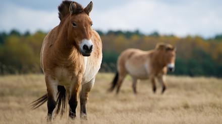 Zwei Przewalski-Pferde.