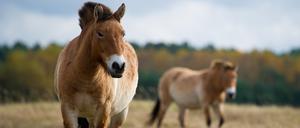 Zwei Przewalski-Pferde.