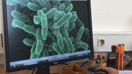 Pseudomonas-putida-Bakterien wurden zu einem Arbeitstier der Biotechnologie.
