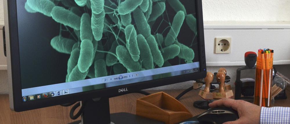 Pseudomonas-putida-Bakterien wurden zu einem Arbeitstier der Biotechnologie.