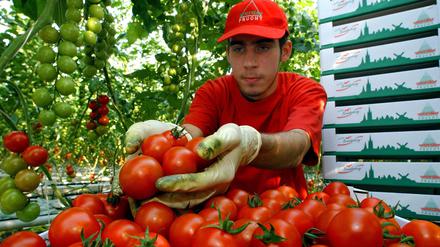 Der Gärtnerlehrling Martin Freyther erntet auf unseren Archivbild in einem Gewächshaus der Werder Frucht Tomaten der Sorte Swift. 