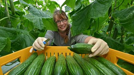 Juliana Henseler, Mitarbeiterin der Fontana Gartenbau GmbH, erntet im neuen Gewächshaus Salatgurken auch Schlangengurke genannt.