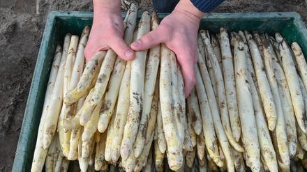 PRODUKTION - 31.03.2023, Brandenburg, Kremmen: Auf einem Feld vom Spargelhof Kremmen liegen frisch gestochene Spargelstangen in einer Kiste. Spargel gilt als traditioneller Frühlingsbote auf dem Teller, doch die Anbaufläche für das heimische Gemüse in Brandenburg wird kleiner. Landwirte kämpfen mit höheren Kosten und Unwägbarkeiten beim Konsumverhalten, aber es herrscht zum Saisonstart auch Zuversicht. Auf den Feldern haben Erntehelfer die ersten Spargel-Stangen gestochen. Doch zum bevorstehenden Osterfest dürfte es heimische Gemüse in Brandenburg erst noch in kleinen Mengen geben.      (zu dpa "Weniger Spargel-Anbau in Brandenburg - Angebot an Ostern begrenzt") Foto: Patrick Pleul/dpa +++ dpa-Bildfunk +++