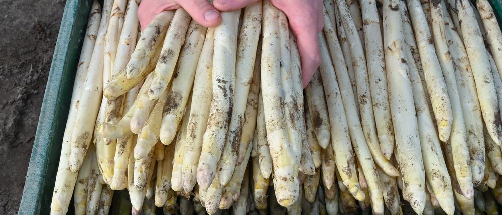 PRODUKTION - 31.03.2023, Brandenburg, Kremmen: Auf einem Feld vom Spargelhof Kremmen liegen frisch gestochene Spargelstangen in einer Kiste. Spargel gilt als traditioneller Frühlingsbote auf dem Teller, doch die Anbaufläche für das heimische Gemüse in Brandenburg wird kleiner. Landwirte kämpfen mit höheren Kosten und Unwägbarkeiten beim Konsumverhalten, aber es herrscht zum Saisonstart auch Zuversicht. Auf den Feldern haben Erntehelfer die ersten Spargel-Stangen gestochen. Doch zum bevorstehenden Osterfest dürfte es heimische Gemüse in Brandenburg erst noch in kleinen Mengen geben.      (zu dpa "Weniger Spargel-Anbau in Brandenburg - Angebot an Ostern begrenzt") Foto: Patrick Pleul/dpa +++ dpa-Bildfunk +++