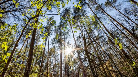 Mehr Laubbäume stabilisieren den Wasserhaushalt und stärken den Wald im Klimawandel.