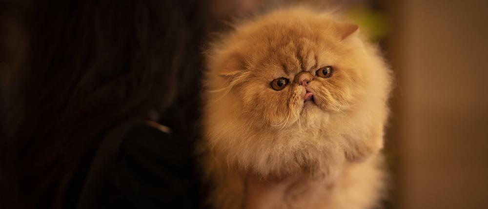 Die Perserkatze, streckt ihre Zunge heraus, bevor sie während eines internationalen Katzenschönheitswettbewerbs in Bukarest, Rumänien, einem Richter vorgestellt wird.