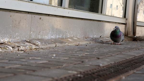 Tauben und ihre Hinterlassenschaften sorgen für Unmut bei Anwohnern des Tierpark-Centers in Berlin-Lichtenberg (Symbolbild).