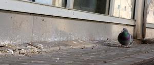 Tauben und ihre Hinterlassenschaften sorgen für Unmut bei Anwohnern des Tierpark-Centers in Berlin-Lichtenberg (Symbolbild).