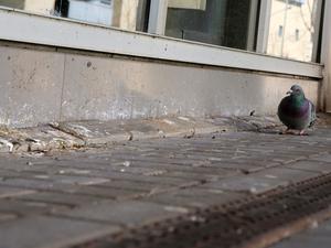 Tauben und ihre Hinterlassenschaften sorgen für Unmut bei Anwohnern des Tierpark-Centers in Berlin-Lichtenberg (Symbolbild).