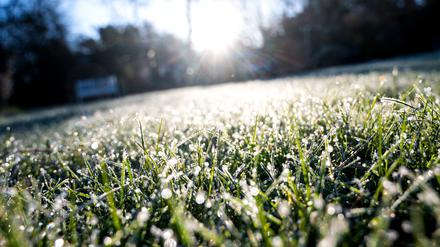 Hamburg: Eiskristalle und Wassertropfen hängen am Morgen an Grashalmen auf einer Wiese. Im Hintergrund scheint die Sonne. (Symbolbild)