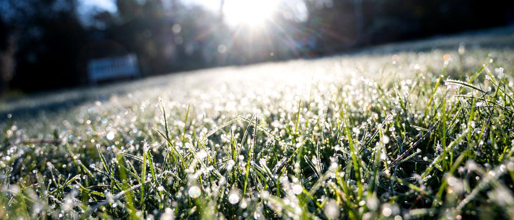 Hamburg: Eiskristalle und Wassertropfen hängen am Morgen an Grashalmen auf einer Wiese. Im Hintergrund scheint die Sonne. (Symbolbild)