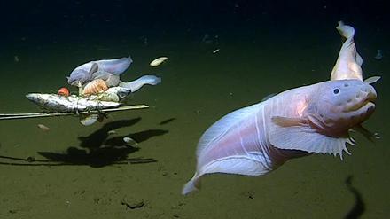 Images of the snailfish alive from 7500-8200m in the Izu-Ogasawara Trench