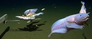 Images of the snailfish alive from 7500-8200m in the Izu-Ogasawara Trench