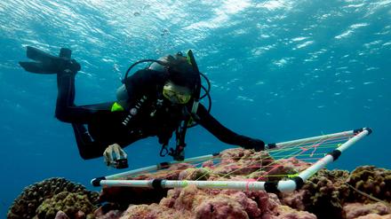 Datensammlung unter Wasser: Die Leitautorin Julia Baum untersucht die Lebensgemeinschaft eines Korallenriffs im Kiritimati-Atoll im Pazifik.