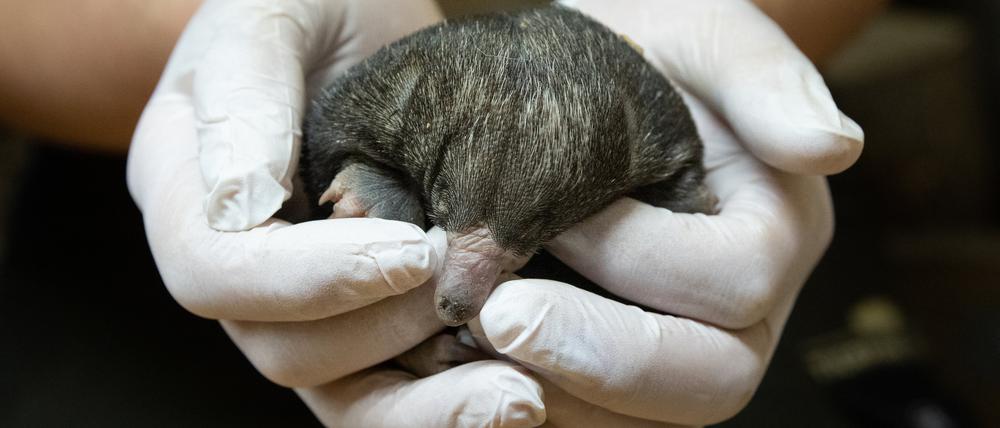 Mit der Geburt des Kurzschnabeligels hat der Tierpark Berlin seltenen Nachwuchs bekommen.     