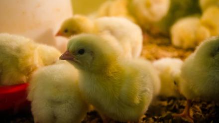 Flauschig und süß: Dennoch wurden früher jedes Jahr 45 Millionen männliche Hühnerküken getötet, weil sie keinen Profit abwerfen. Das ist jetzt verboten.