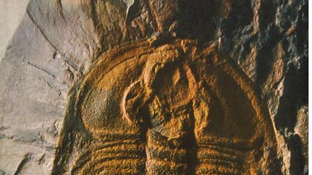 Versteinerung aus dem Kambrium. Ein Trilobit oder Dreilappkrebs.