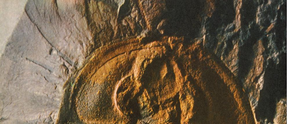 Versteinerung aus dem Kambrium. Ein Trilobit oder Dreilappkrebs.