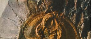 Versteinerung aus dem Kambrium. Ein Trilobit oder Dreilappkrebs.