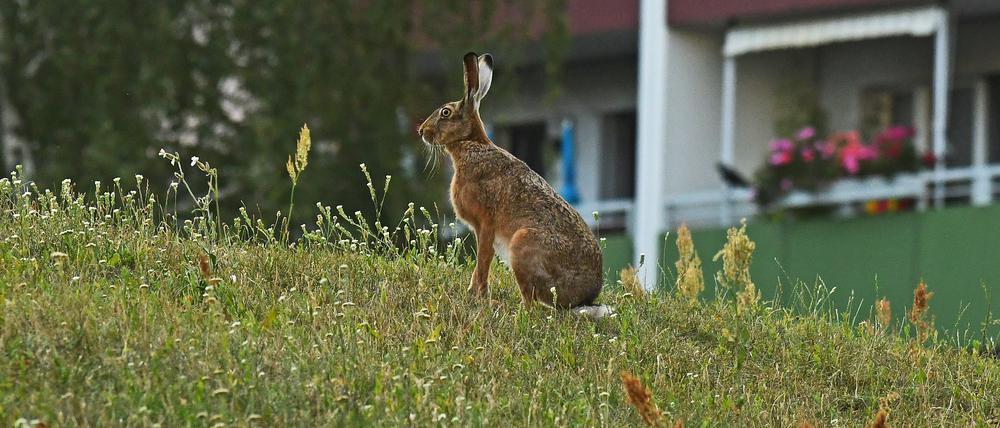 Der Feldhase hat sich in Berlin angesiedelt: Zwischen Plattenbauten in Marzahn-Hellersdorf lebt seit Jahrzehnten eine stabile Hasenpopulation.