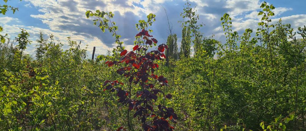 Miniurwald: Der „Wald der Vielfalt“ in Zichow (Uckermark) wurde im März 2020 gepflanzt.  