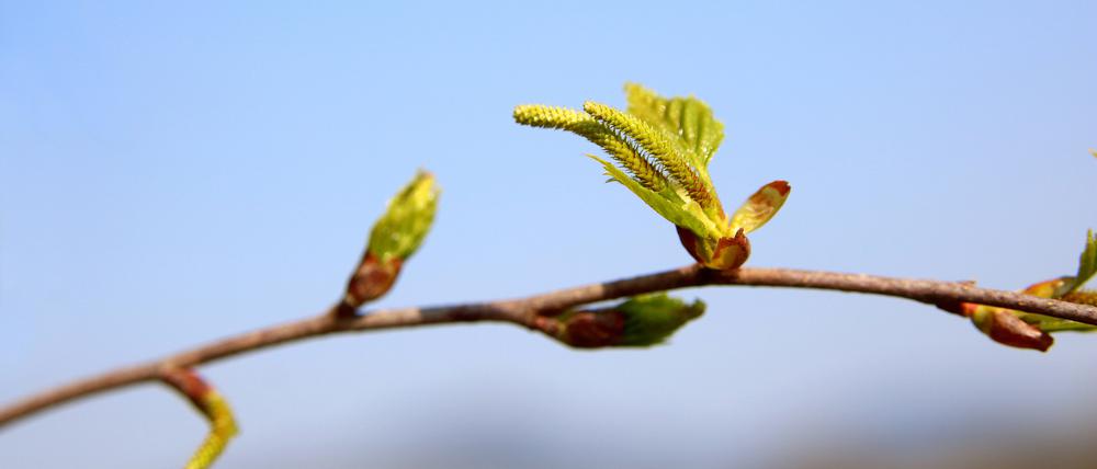 Osterspaziergänge für Allergiker in Berlin scheinen dieses Jahr trotz erster Birkenpollen in der Luft unbedenklich zu sein.