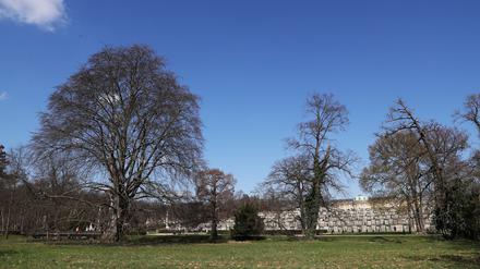 Die Welterbeparks leiden unter Dürre. Allein in Sanssouci gehen jährlich bis zu 200 Bäume verloren.