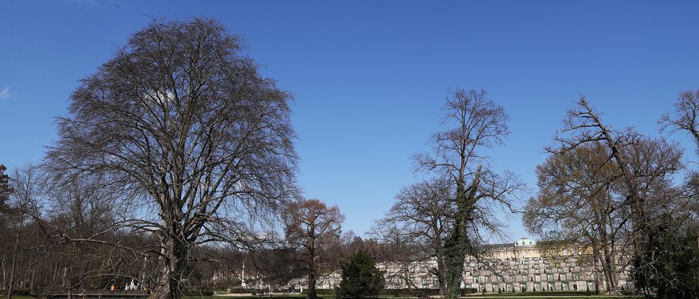 Die Welterbeparks leiden unter Dürre. Allein in Sanssouci gehen jährlich bis zu 200 Bäume verloren.
