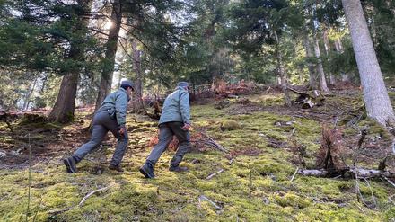 Polizeibeamte gehen durch den Wald vor einem mit Flatterband abgesperrten Bereich.