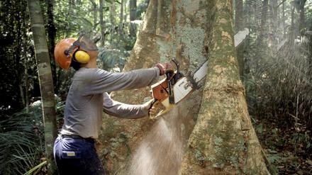 Ein Holzfäller fällt mit einer Kettensäge im Regenwald des Amazonas einen Baum. 