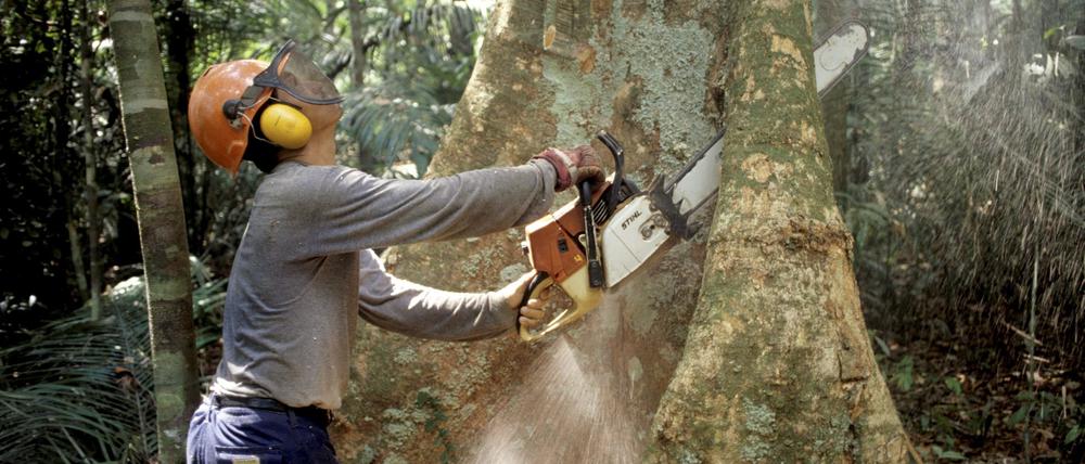 Ein Holzfäller fällt mit einer Kettensäge im Regenwald des Amazonas einen Baum. 