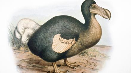 DODO - illustration Raphus cucullatus. Extinct bird. PUBLICATIONxINxGERxSUIxAUTxONLY Copyright: PatxMorris 10854315 Ausgestorbener Laufvogel: der Dodo
