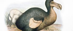 DODO - illustration Raphus cucullatus. Extinct bird. PUBLICATIONxINxGERxSUIxAUTxONLY Copyright: PatxMorris 10854315 Ausgestorbener Laufvogel: der Dodo