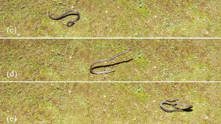 Die in Südostasien beheimatete Binden-Riednatter (Pseudorabdion longiceps) hat sich einen bisher nur sehr selten beobachteten Fluchtmechanismus angeeignet: Sie schlägt Räder.