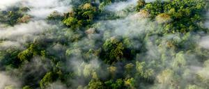 Im Tiefland von Costa Rica in Mittelamerika wachsen artenreiche Regenwälder.