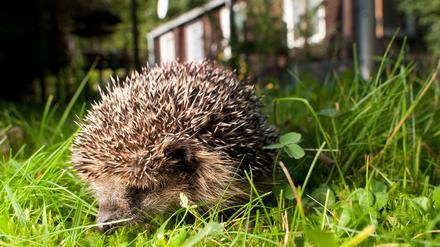 Igel werden von den meisten Mährobotern nicht als Hindernis erkannt – und dann schwer verletzt oder getötet