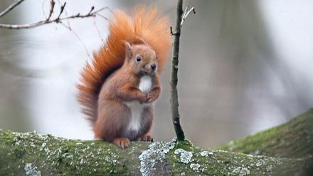 Ein Eichhörnchen sitzt auf dem Ast eines Baumes in einem Hinterhof.
