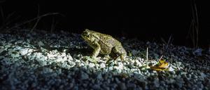 February 15, 2021, Kranj, Slovenia: A toad trying to cross the road as spawning migrations begin. .The Institute of the Republic of Slovenia for Nature Conservation and local authorities in Kranj, organised an annual action for the protection of migrating amphibians on the roads, an event taking place each year when frogs begin crossing roads to reach their spawning grounds. To protect them from being ran over, volunteers, most often families with children, carry them across the road. Kranj Slovenia - ZUMAs197 20210215_zaa_s197_305 Copyright: xLukaxDakskoblerx